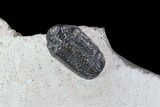 Austerops Trilobite Mortality Plate From Jorf - Trilobites #86904-1